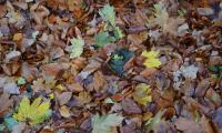 Efterårsblade - Haveaffald
